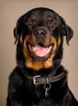 Sample 3 – Rottweiler