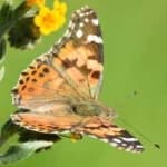 Sample 10 – Painted butterfly