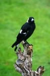 Sample 4 – Magpie