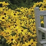 Sample 4 – Daisy