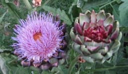 Sample 24 – Artichoke flower