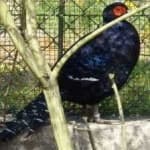 Sample 18 – Mikado pheasant