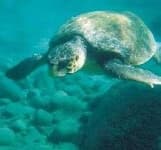 Sample 6 – Loggerhead