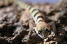 Sample 3 – Banded gecko
