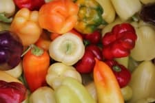 Sample 2 – Pepper