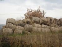 Sample 5 – Hay