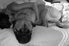 Sample 2 – Bull mastiff