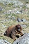 Sample 3 – Marmot