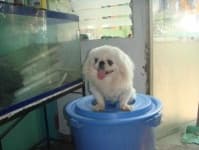 Sample 6 – Pekinese