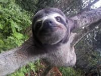 Sample 4 – Sloth