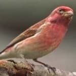 Sample 2 – Purple finch