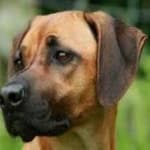 Sample 1 – Rhodesian