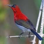 Sample 6 – Crimson sunbird