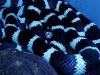 Sample 5 – King snake