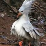 Sample of Kagu