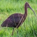 Sample 2 – Glossy ibis