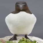 Sample 1 – Razorbill