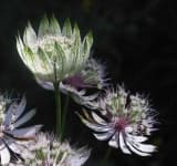 Sample 6 – Flowers