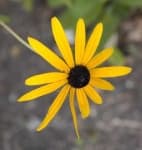 Sample 3 – Black eyed susan