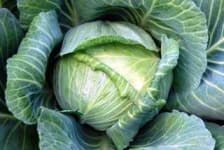 Sample 6 – Head cabbage