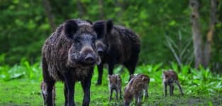 Sample 4 – Boar