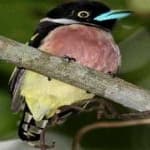 Sample 10 – Black yellow broadbill