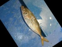 Sample 3 – Hourse mackerel
