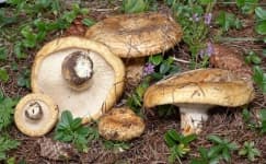 Sample 3 – Lactarius
