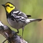 Sample of Golden cheeked warbler
