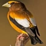Sample 5 – Evening grosbeak