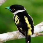 Sample 1 – Black yellow broadbill