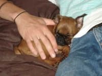 Sample 3 – Brabancon griffon