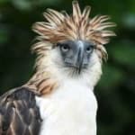 Philippine eagle image dataset preview