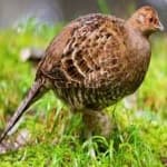 Sample 16 – Mikado pheasant
