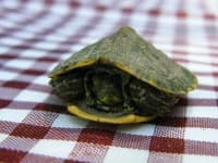 Sample 1 – Tortoise