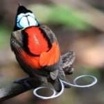 Sample 2 – Wilsons bird of paradise