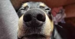 Sample 4 – Dog nose