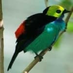 Sample 4 – Paradise tanager