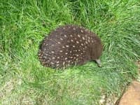 Sample 5 – Echidna