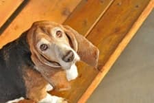 Sample 4 – Basset hound
