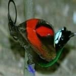 Wilsons bird of paradise image dataset preview