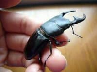 Sample 6 – Beetle