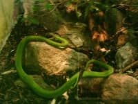 Sample 1 – Green snake