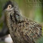 Sample 3 – Bornean pheasant