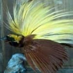 Sample 4 – Bird of paradise bird