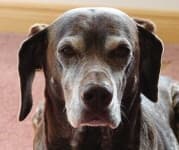 Sample 6 – German shorthaired