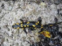 Sample 4 – European fire salamander