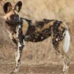Sample 4 – African wild dog