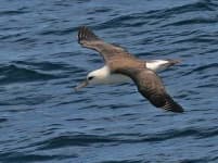 Sample 5 – Albatross