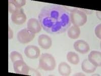 Sample 6 – Blood cell